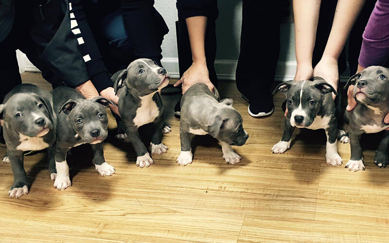 Preventive Care icon