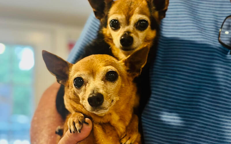 Preventive Care icon