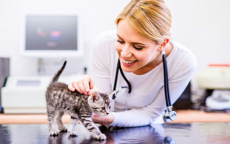 Vet petting adorale kitten on table.